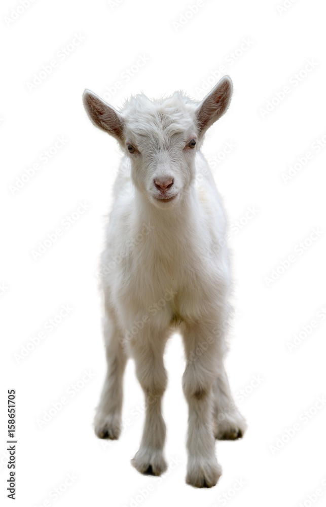 Goatling isolated on white Goatling isolated on white