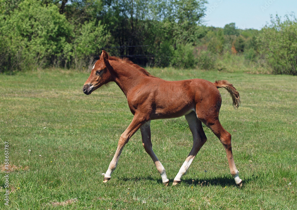 A elegant chestnut foal trots on a green pasture A elegant chestnut foal trots on a green pasture