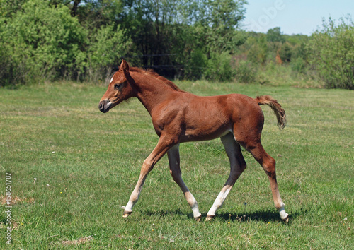 A elegant chestnut foal trots on a green pasture