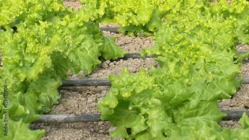 rows of lettuce plants in greenhouse