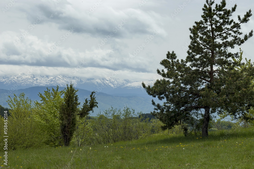 Majestic spring pine-tree, fresh glade with different grass and blossom  wildflower, Plana mountain, Bulgaria 