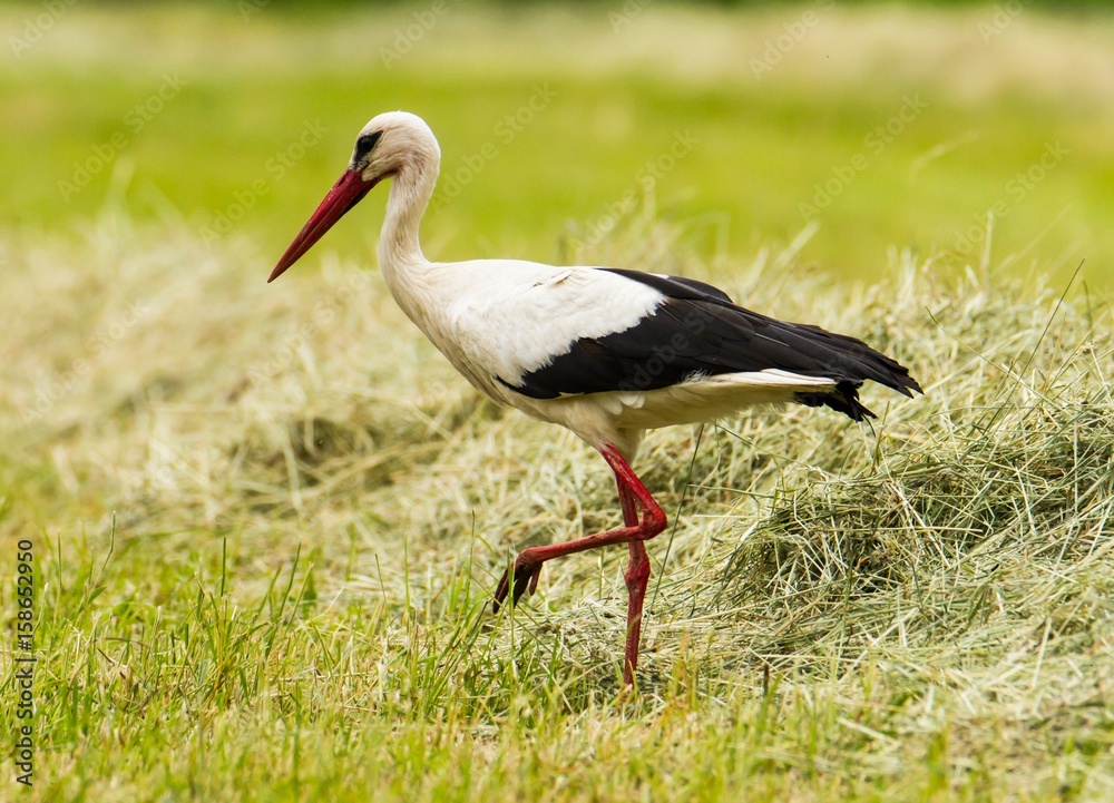 Fototapeta premium Weißstorch läuft über die Wiese