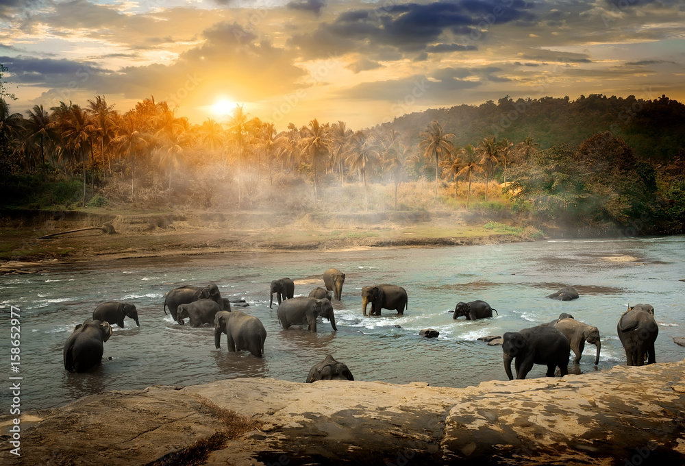 Fototapeta premium Wildlife in jungles