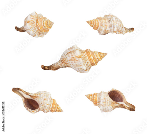 Seashell on white background