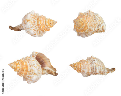 Seashell on white background