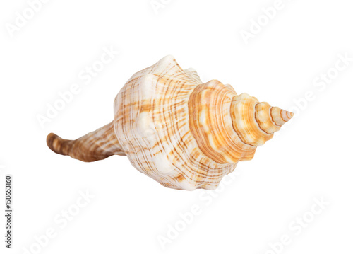 Seashell on white background