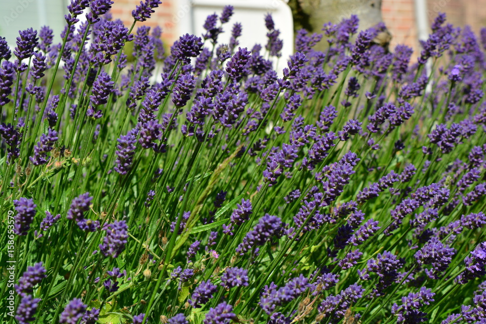 Obraz premium Lavender flowers