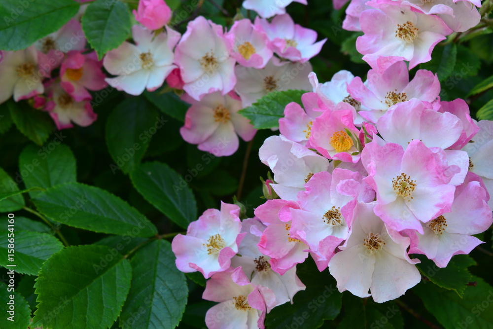 Naklejka premium Wild roses in a bush