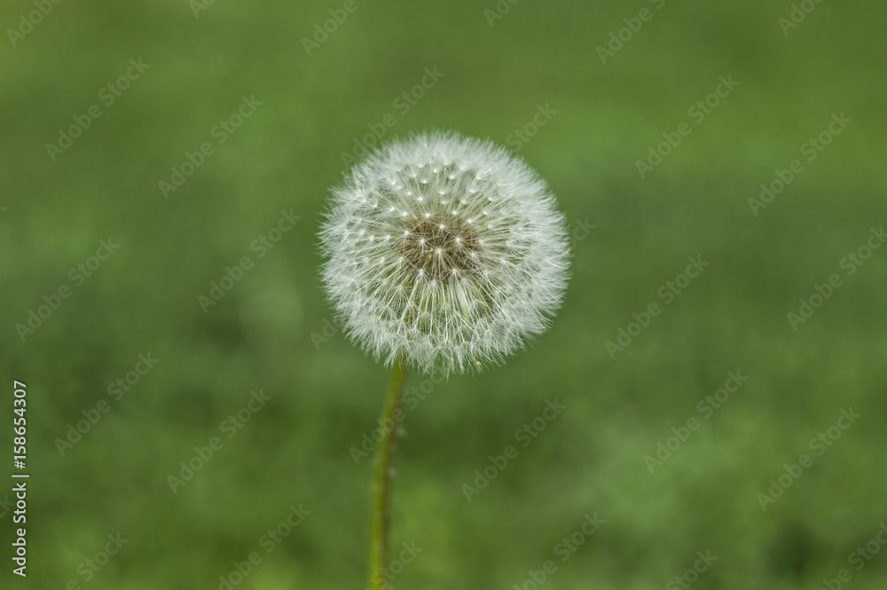 dandelion