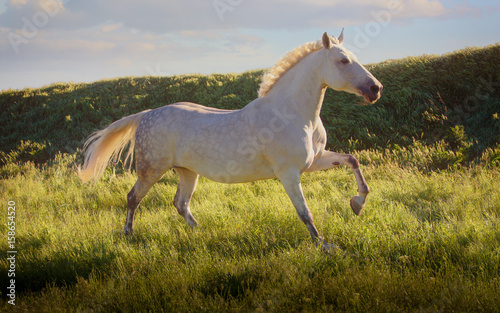 Dapple-grey horse runs on green field on the blue sky background in evening