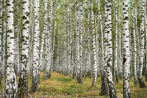 Birches forest