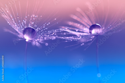 Dandelion with drops of water in a beautiful tonality. Macro of a dandelion.