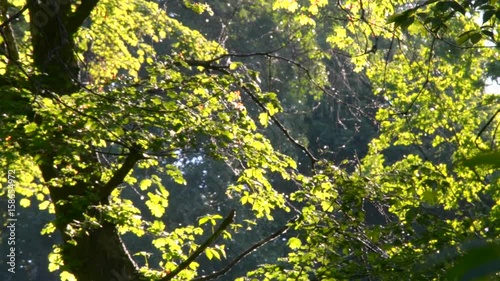 Poplar fluff floats in the branches of deciduous trees in the forest On a sunny summer day photo