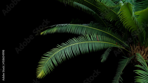 Green leaves of gum palm or giant dioon (Dioon spinulosum Dyer) the tropical rainforest cycad plant on black background.