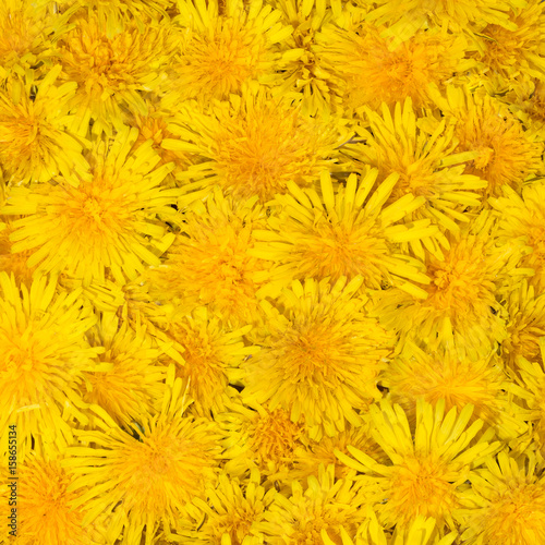 Bright beautiful background of yellow flowers