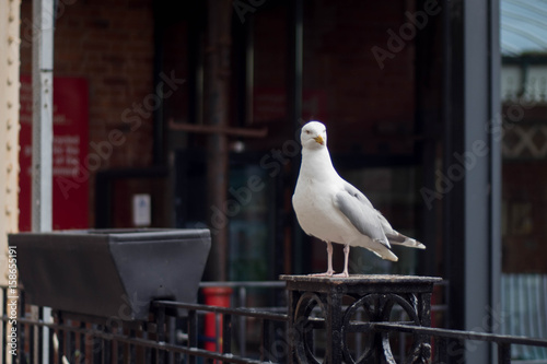 Seagull stood in a Station