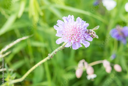 Nahaufnahme einer Blume im Garten mit einer Biene Ameisen und L  usen auf der Bl  te