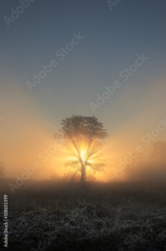Beautifully backlit tree in foggy scenery in the morning. Copy space.