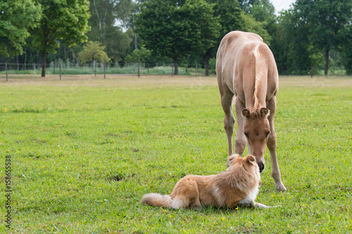 Quarter Horse Fohlen und Shetland Sheepdog