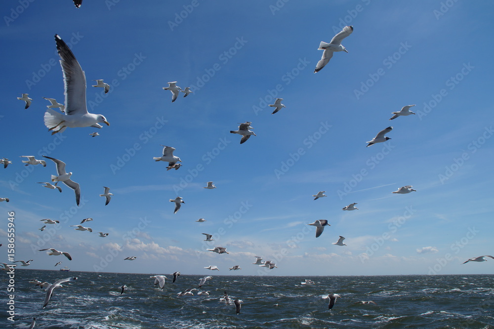 seagulls above a sunny sea