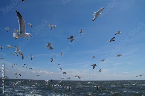 seagulls above a sunny sea