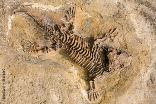 Skeleton fossil record of ancient reptile in stone © Nikolay N. Antonov