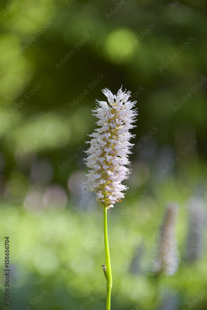 Obraz premium Snake knotweed in the sun - 