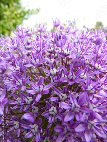 allium Zierlauch macro bl  ten stengel 