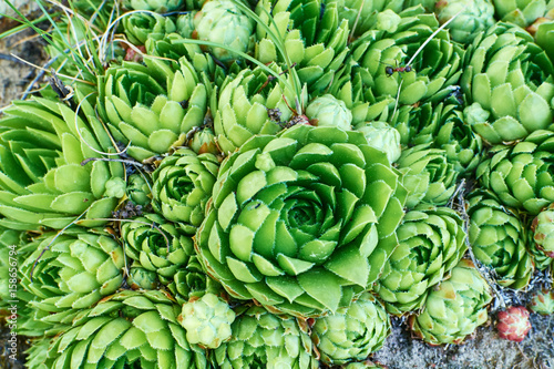 Background with many Echeveria succulent plants