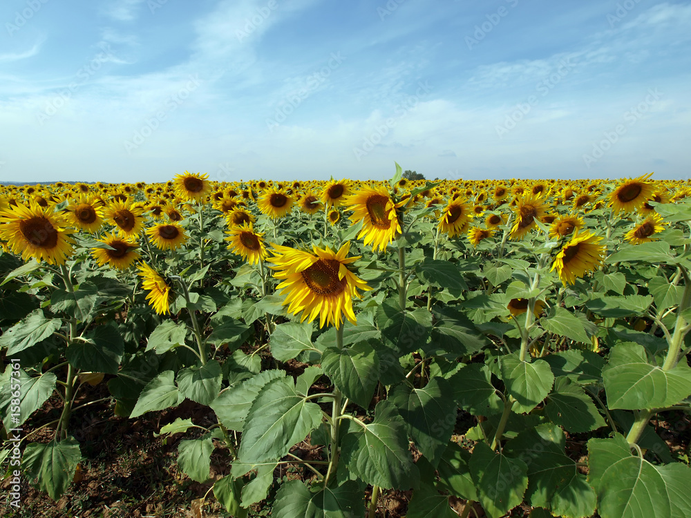 Obraz premium Sonnenblumen