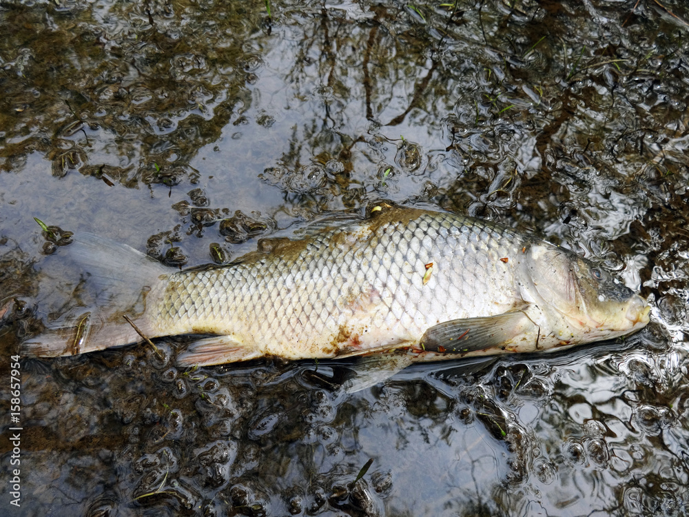 Dead fish in a puddle Dead fish in a puddle