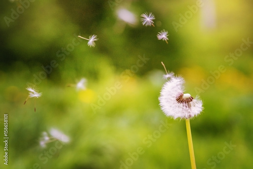 Fototapeta Naklejka Na Ścianę i Meble -  Flying dandelion in the grass. Flying dandelion seeds.