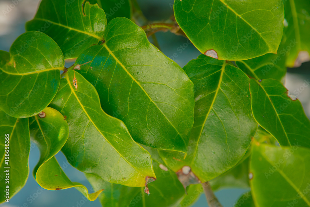 Green leaves illuminated by the sun Green leaves illuminated by the sun