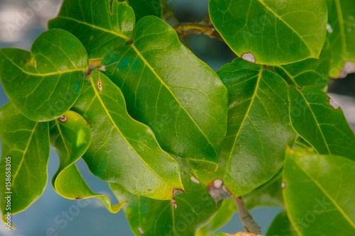 Green leaves illuminated by the sun