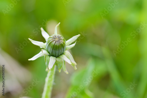 The flower of the dandelion is prepared to spend the night photo
