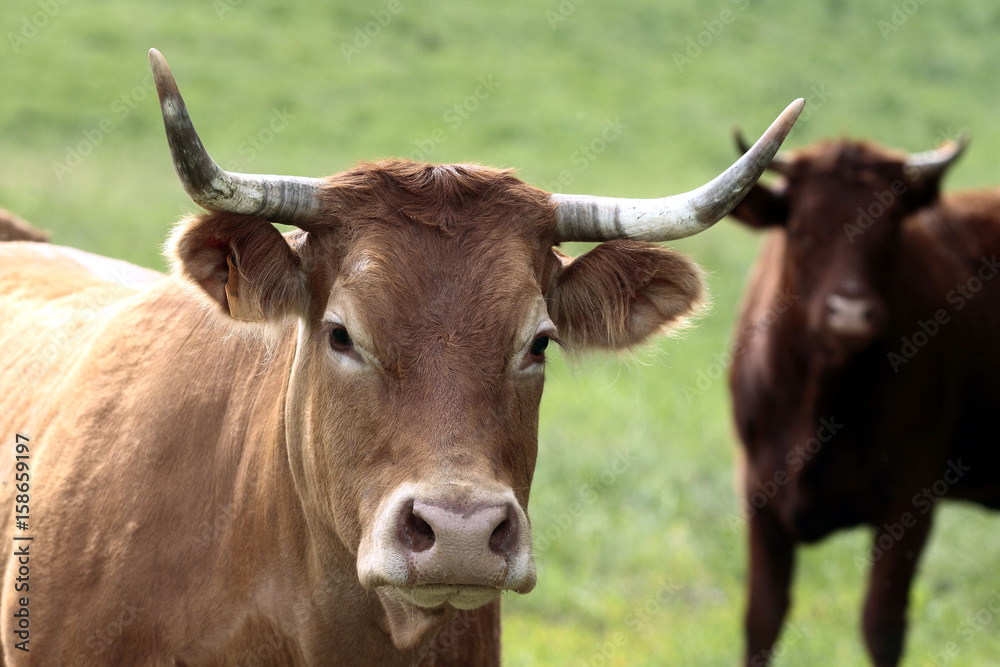 Vaches de race limousine