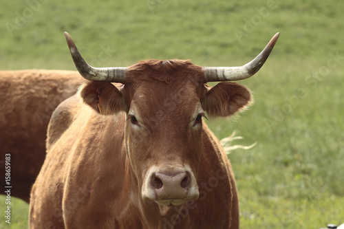 Vaches de race limousine