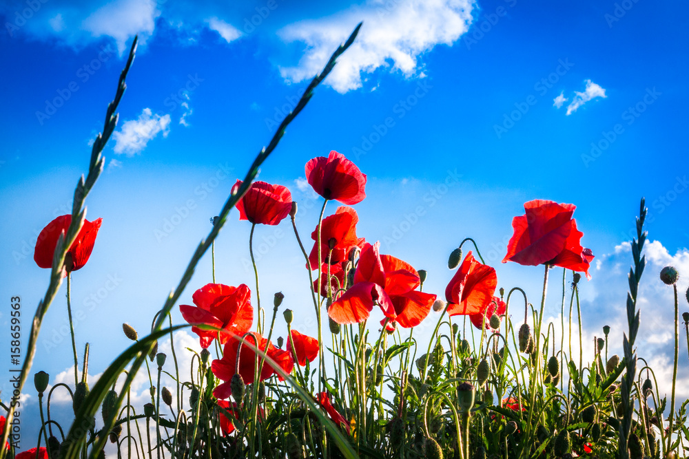 Obraz premium Mohnblumen-Feld - The Poppy Field
