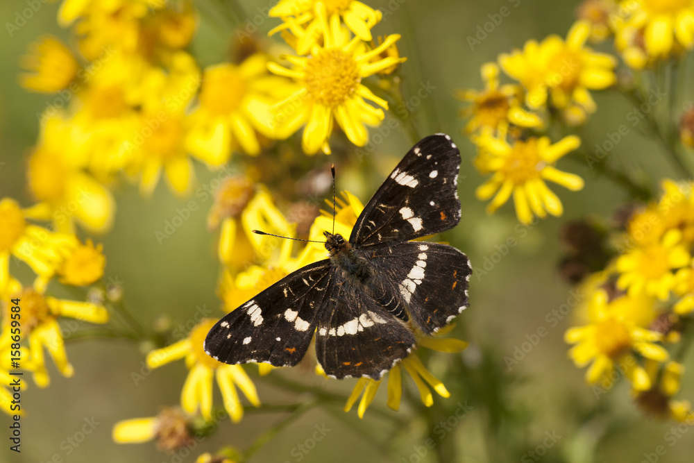 Fototapeta premium Butterfly White Admiral on flowers