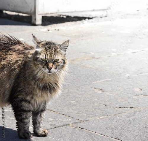 Obdachlose Katze auf Straße mit bösem Blick