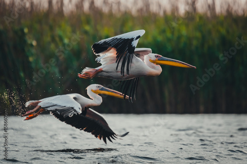 Pelicans flying in the same direction