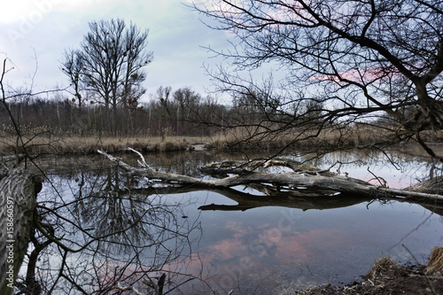 Donau Auen - wetland