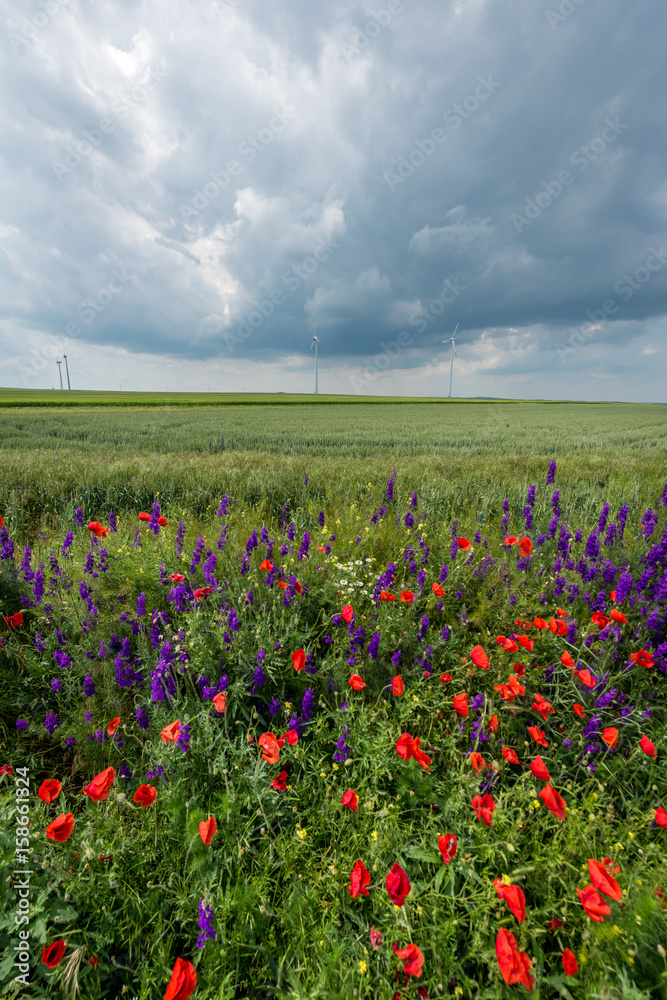 Wind turbines and flowers and wheat landscape
