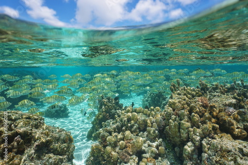 A school of fish with corals in shallow water and cloudy blue sky above sea surface, Pacific ocean, lagoon of Huahine, French Polynesia