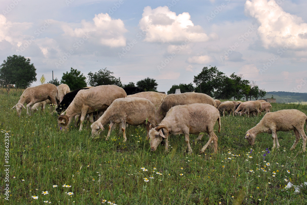 Flock of sheep grazing on a green meadow. Flock of sheep grazing on a green meadow.
