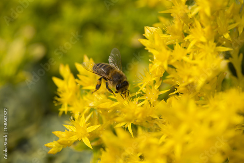A honey bee on blooming flowers © Pawel Sidlo