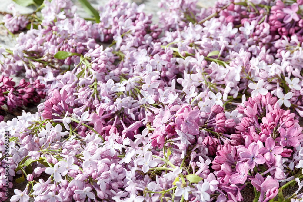 Fototapeta premium close up lilac background with light violet and white flowers