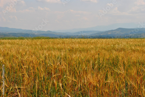 Golden wheat field in perspective; landscape background.