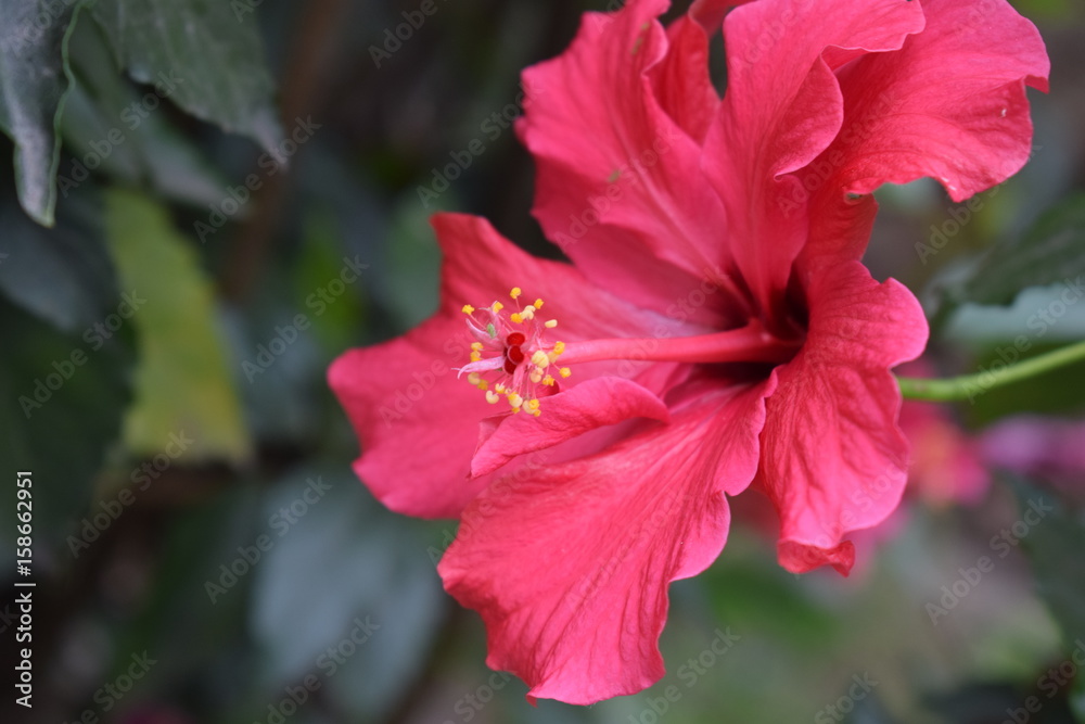 Red Flower Red Flower