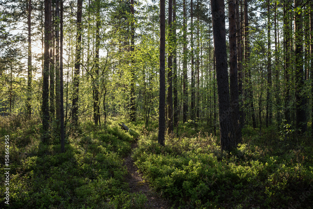 Evening at a lush and verdant forest in Finland in the summertime. Evening at a lush and verdant forest in Finland in the summertime.
